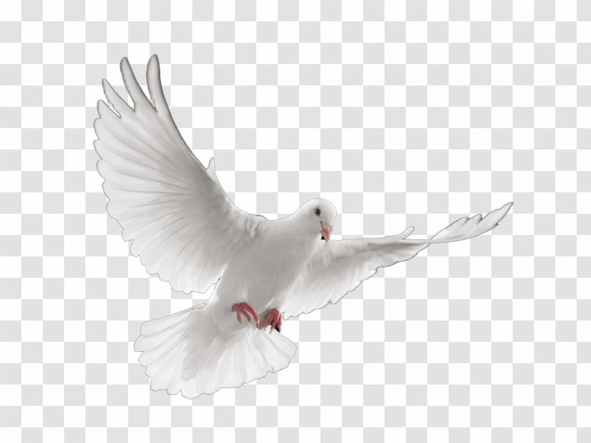 Stroud-Lawrence Funeral Home Cremation Death Director - Pigeons And Doves Transparent PNG