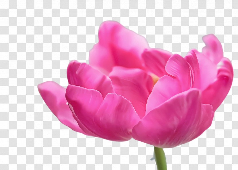 Petal Pink Tulip Flower Purple Transparent PNG