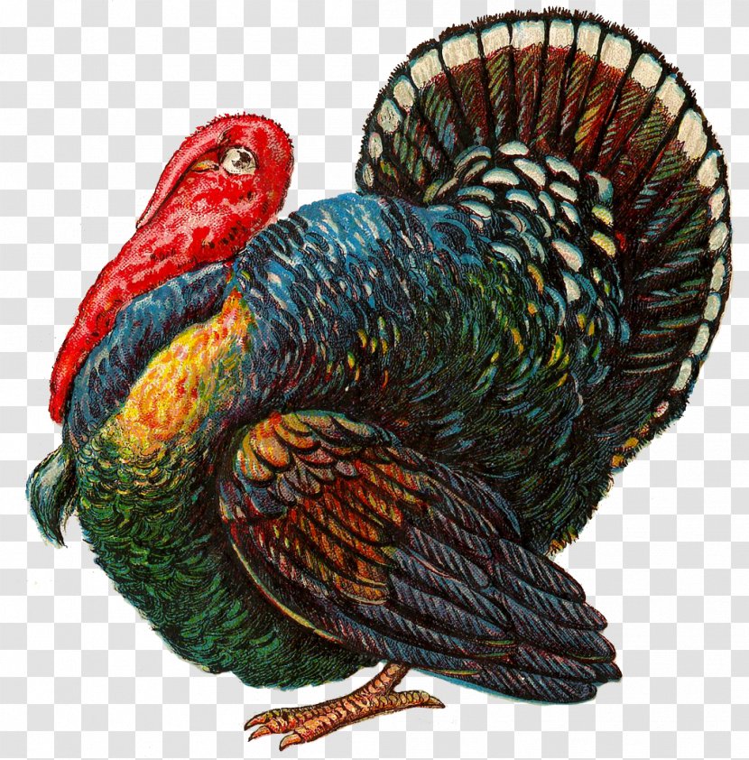 Thanksgiving Turkey Meat Vintage Clothing Clip Art - Chicken - Bird Transparent PNG