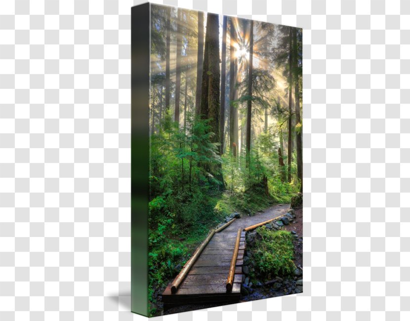 Mural Art Olympic Peninsula Forest Wallpaper - Enchanted Transparent PNG