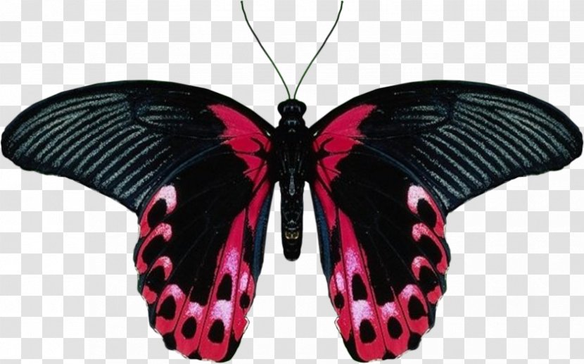 Butterfly Clip Art - Brush Footed Transparent PNG