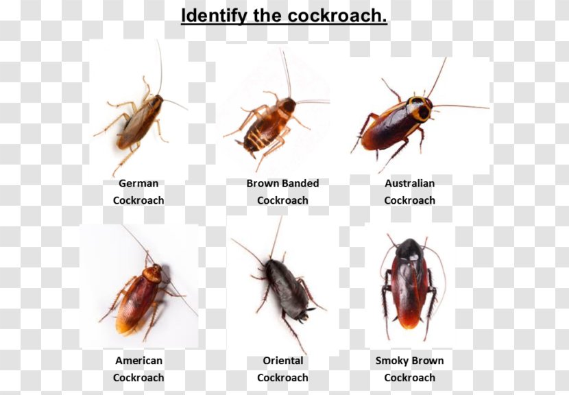 Australian Cockroach Insect Pest York - Control Transparent PNG