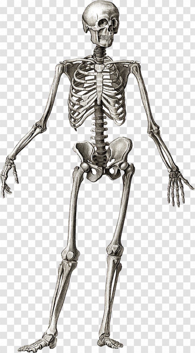 Human Skeleton Anatomy Bone Body Transparent PNG