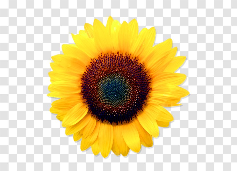 Stock Photography Common Sunflower - Daisy Family - Flower Transparent PNG