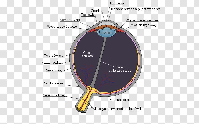 Human Eye Diagram Anatomy Visual Perception - Optic Nerve Transparent PNG