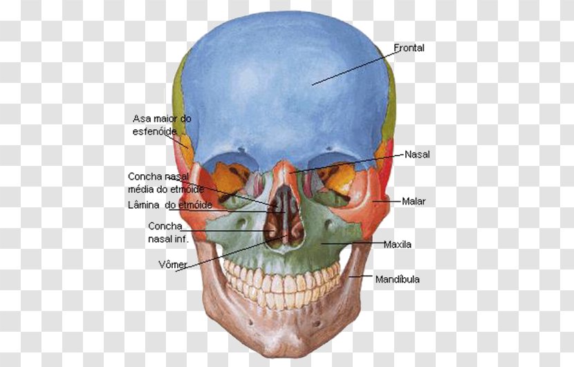 Frontal Bone Skull Sphenoid Anatomy - FIGURA HUMANA Transparent PNG