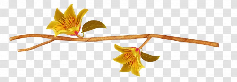 Flower Photography Clip Art - Plant Stem - Yellow Transparent PNG