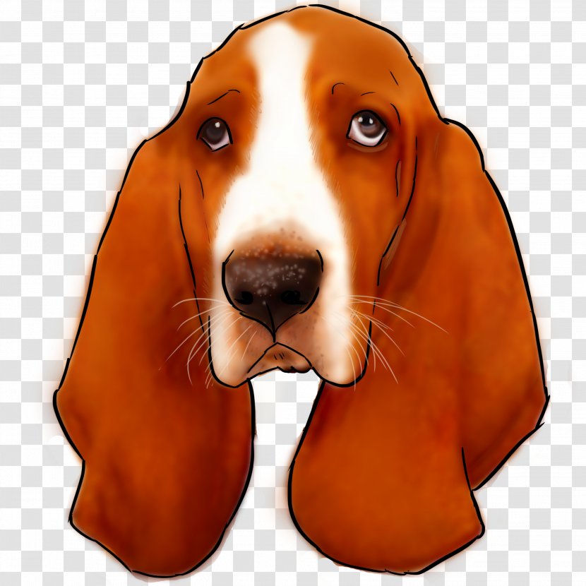 Treeing Walker Coonhound Basset Hound Finnish Artésien Normand Harrier - Puppy Transparent PNG