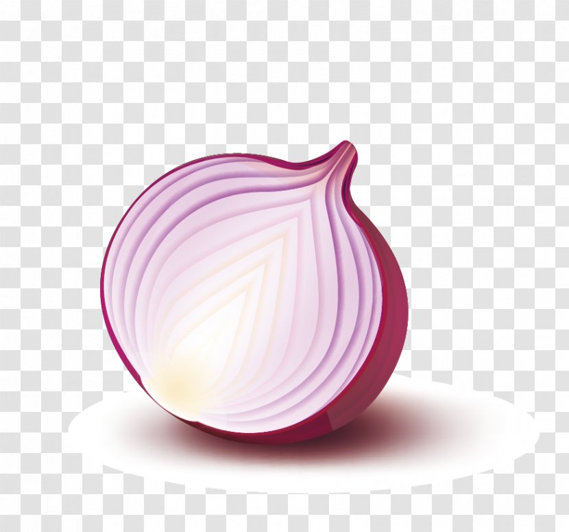 Purple - Magenta - Vector Onion Sectional View Transparent PNG