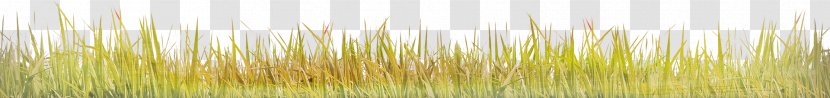 Green - Grass Transparent PNG