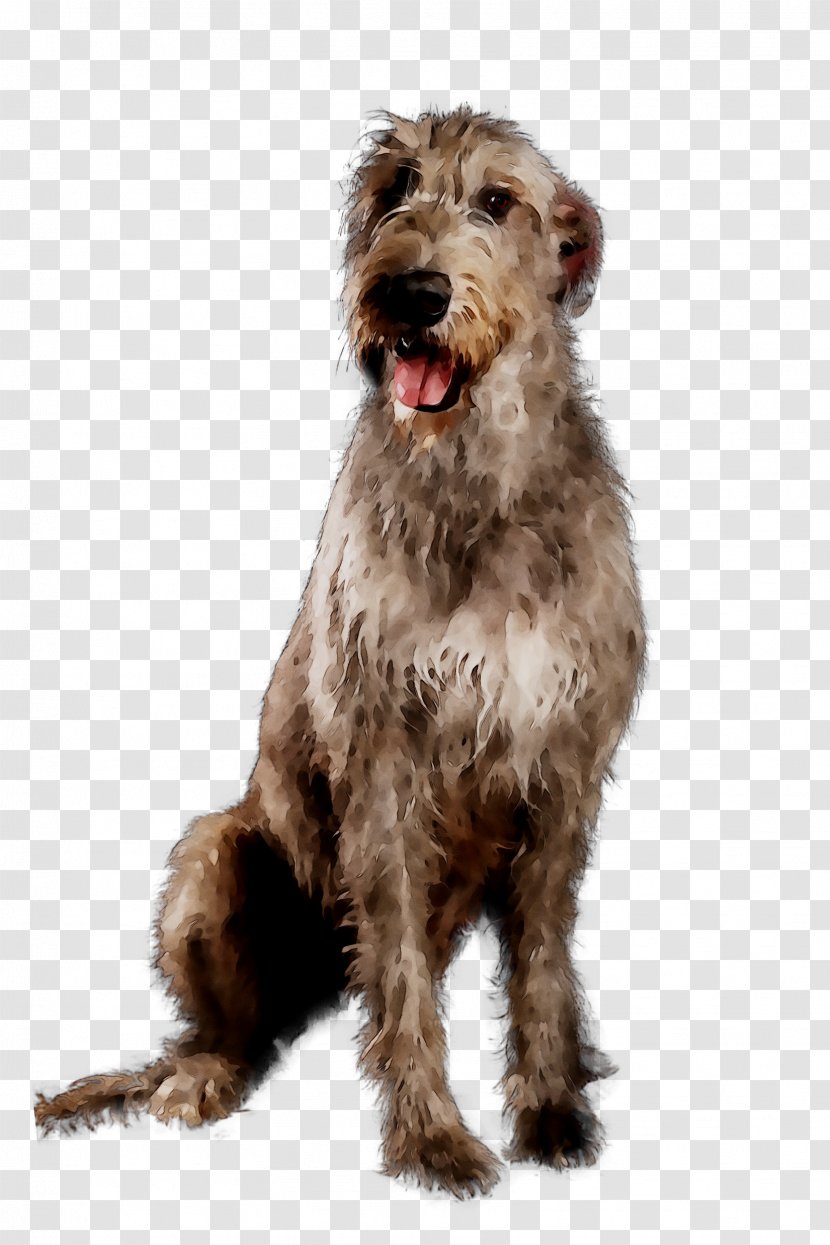 Glen Irish Terrier Dog Breed Dutch Smoushond Soft Coated Wheaten Rare Vertebrate Transparent Png