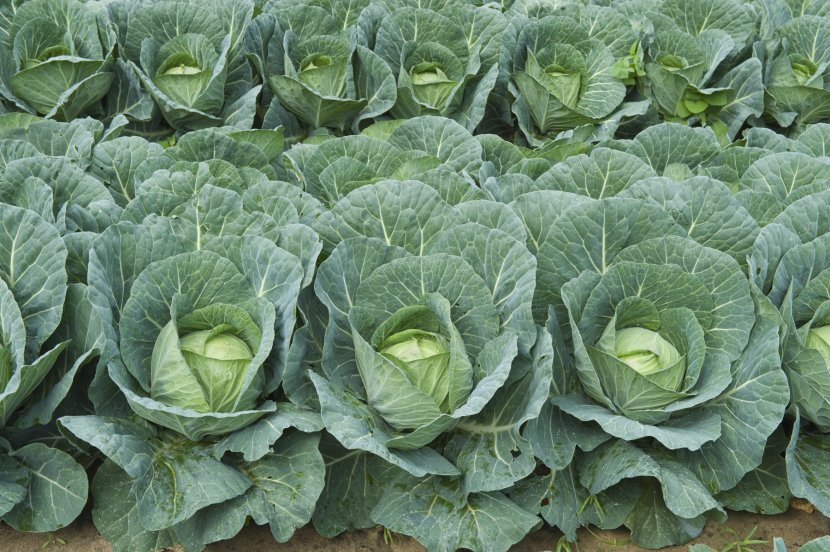 Cabbage Cauliflower Rutabaga Plant Vegetable - Agriculture Transparent PNG