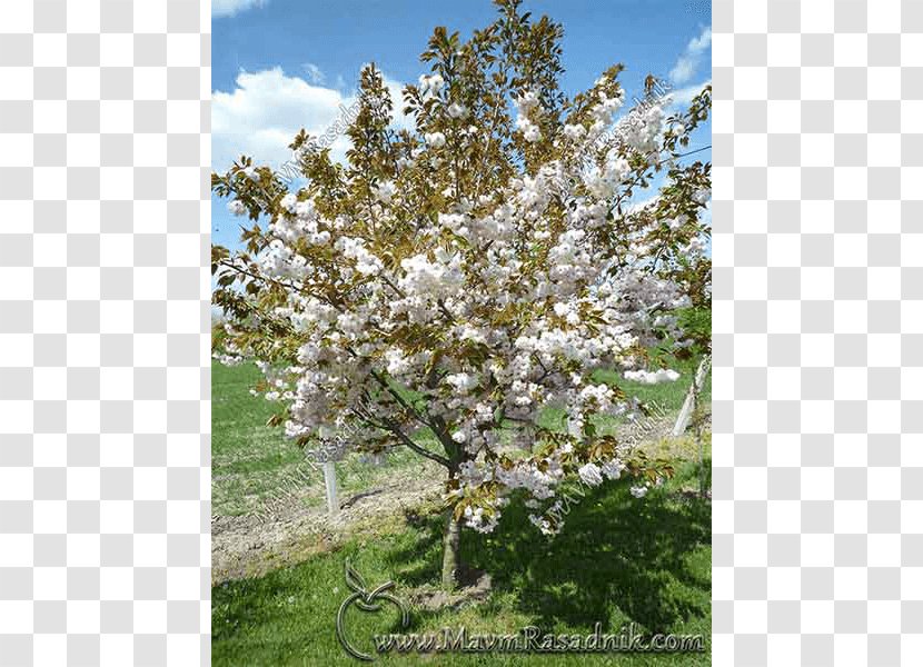 East Asian Cherry Blossom Tree Shadbush Transparent PNG