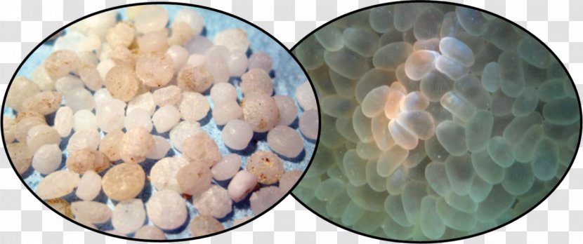 Plastic Particle Water Pollution Microplastics Material Pelletizing - Ocean Trash Transparent PNG