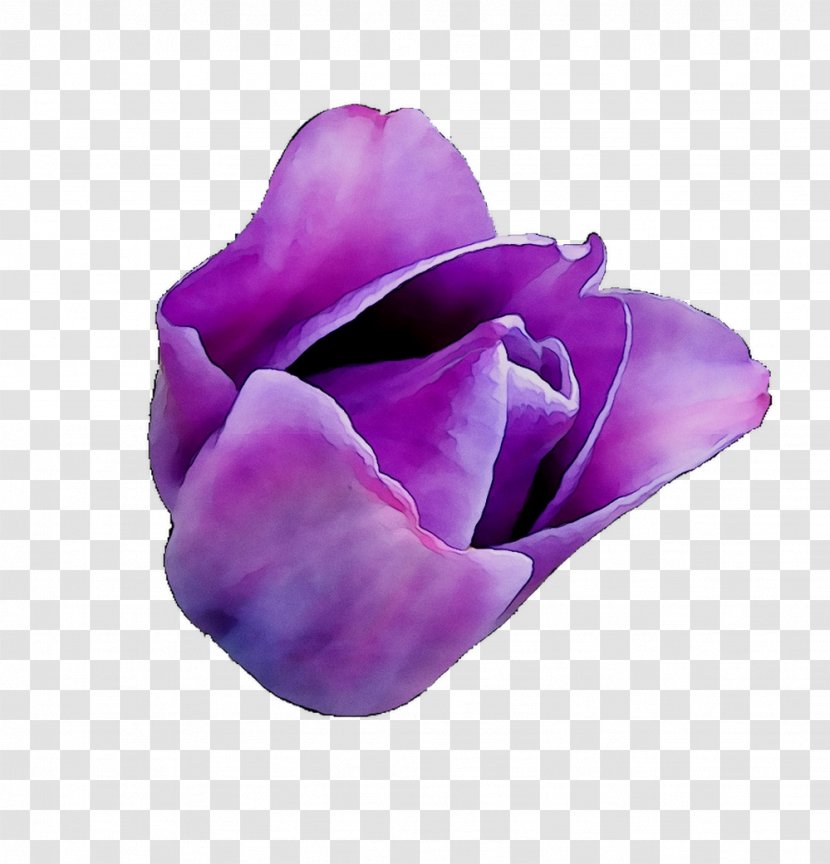 Purple Tulip - Violet - Petal Transparent PNG