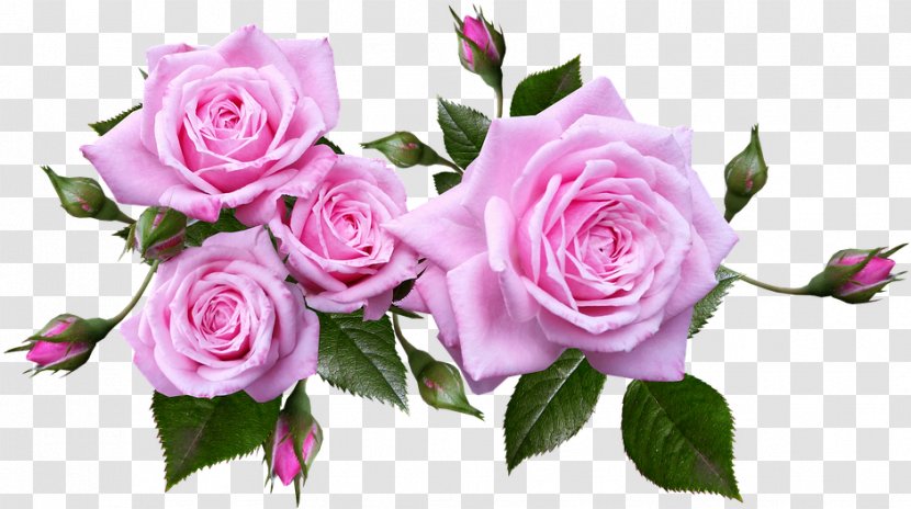 Garden Roses - Pink - Petal Floribunda Transparent PNG