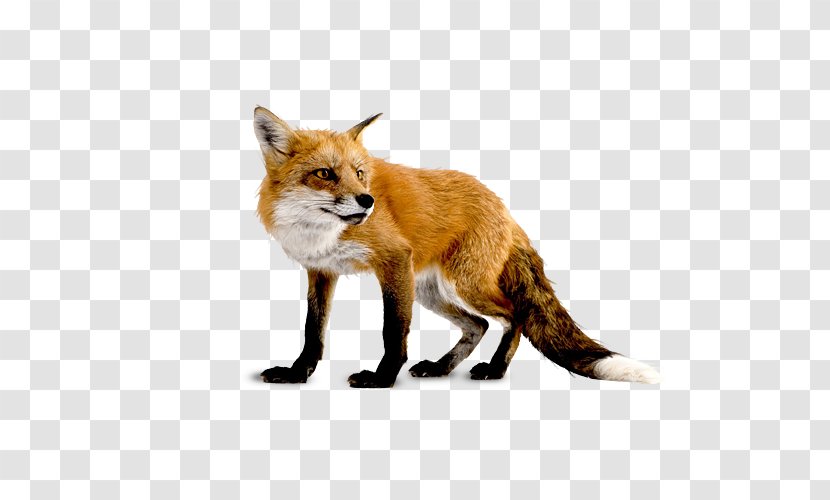 Clip Art Eastern American Red Fox Image - Dog Like Mammal Transparent PNG