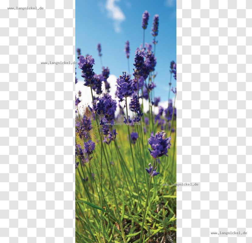 English Lavender French Artificial Flower Web Banner - Herb Transparent PNG