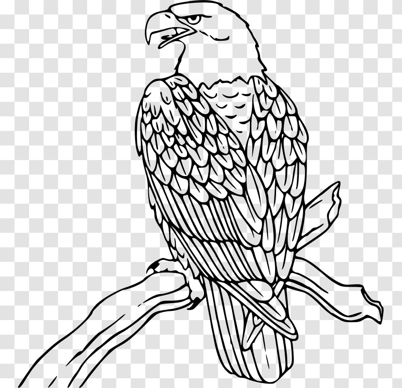 Bald Eagle Clip Art - Hawk - Free Clipart Transparent PNG