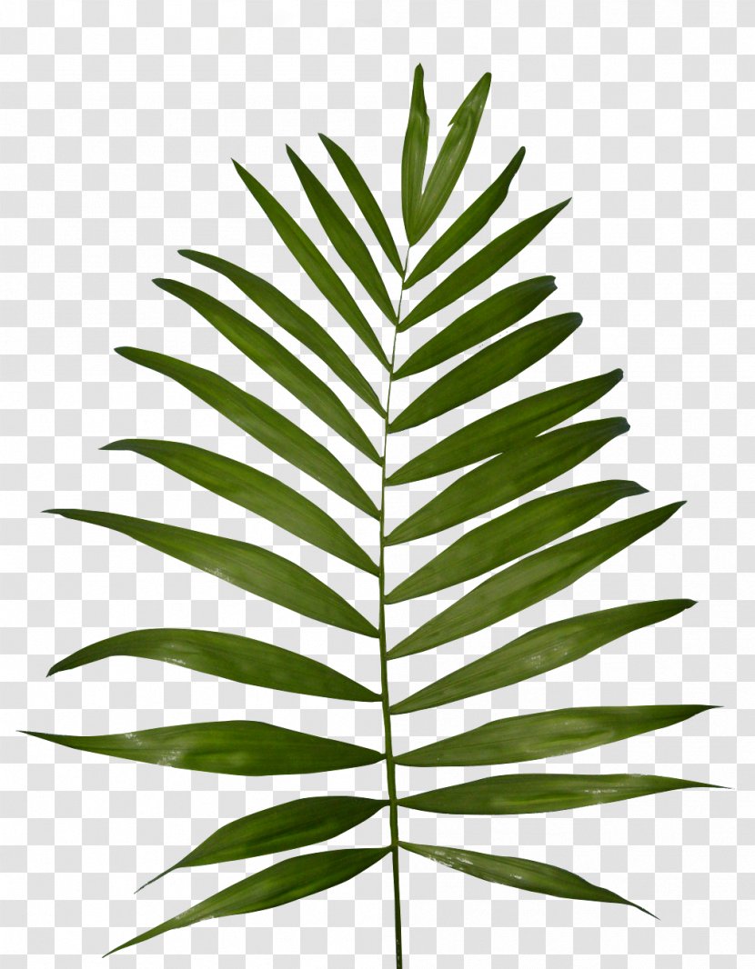 Plant Fern Frond Clip Art - Hemp - Vegetation Transparent PNG