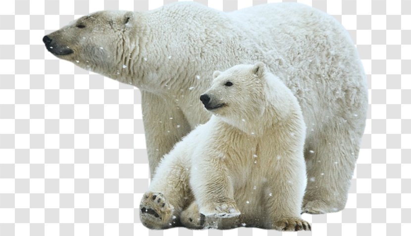 Polar Bear Clip Art - Terrestrial Animal Transparent PNG