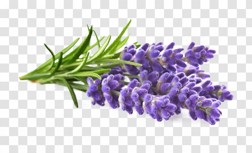 English Lavender Oil Brilliantine Hair Styling Products Transparent PNG