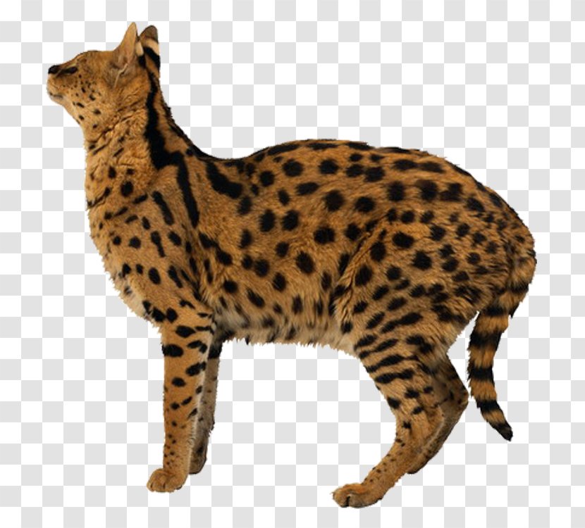 Egyptian Mau Leopard Tiger Liger Lion Transparent PNG