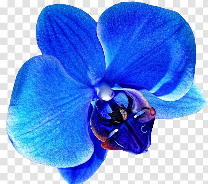 Orchids Blue Flower Clip Art - Viola Transparent PNG