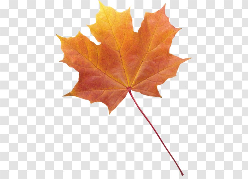 Autumn Leaf Color Desktop Wallpaper - Maple Transparent PNG