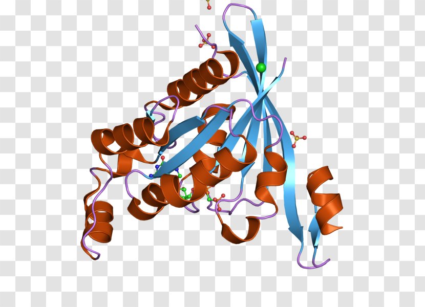 Cdc42 Protein PAK6 P21 IQGAP1 - Gene - Serinethreoninespecific Kinase Transparent PNG