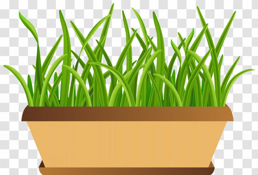 Flowerpot Clip Art - Houseplant - With Grass Transparent Image Transparent PNG