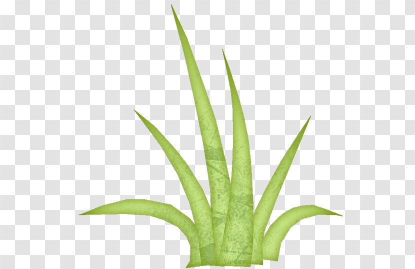 Aloe Vera Leaf - Aloes - Perennial Plant Agave Transparent PNG