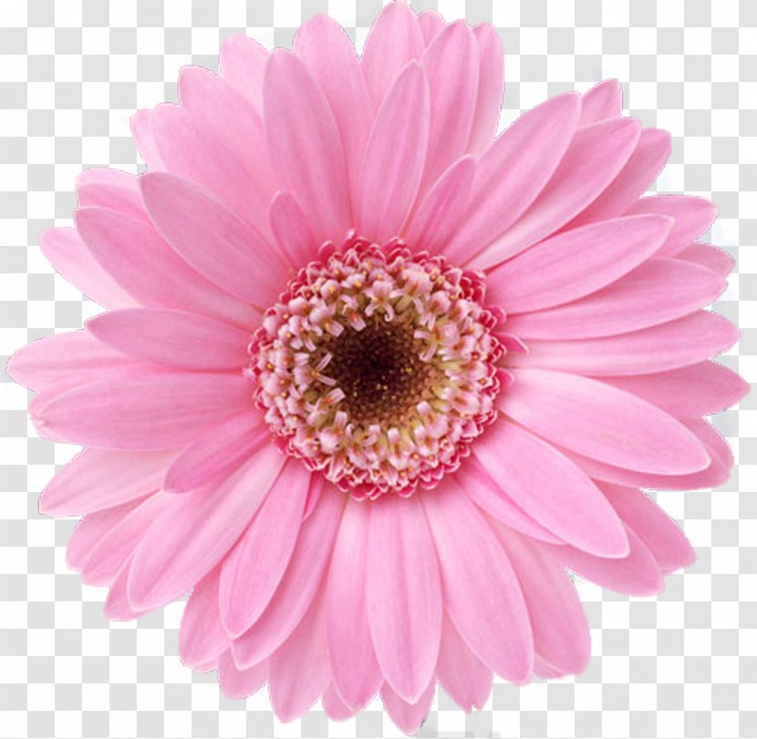 Flower Bouquet Desktop Wallpaper Display Resolution Floral Design - Aster - Gerbera Transparent PNG