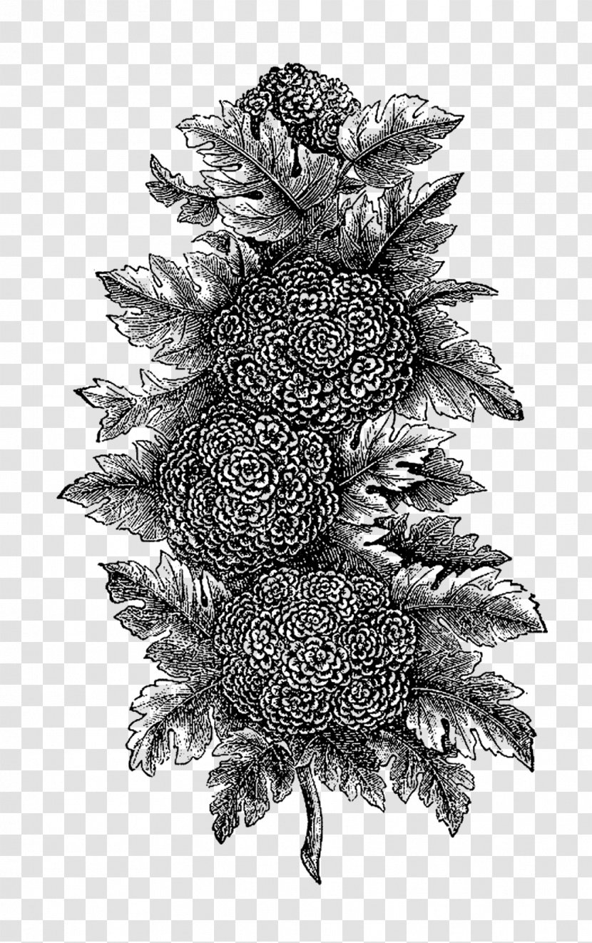 Black And White Botanical Illustration Botany Drawing - Monochrome Photography - Flowers Transparent PNG