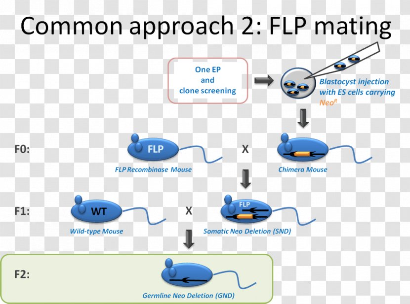 FLP-FRT Recombination Cre Recombinase Gene Targeting Knockin - Chimera - Mouse Transparent PNG