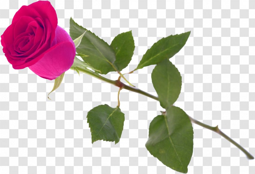 Garden Roses Centifolia Rosa Chinensis Gallica Blue Rose - Flower Transparent PNG