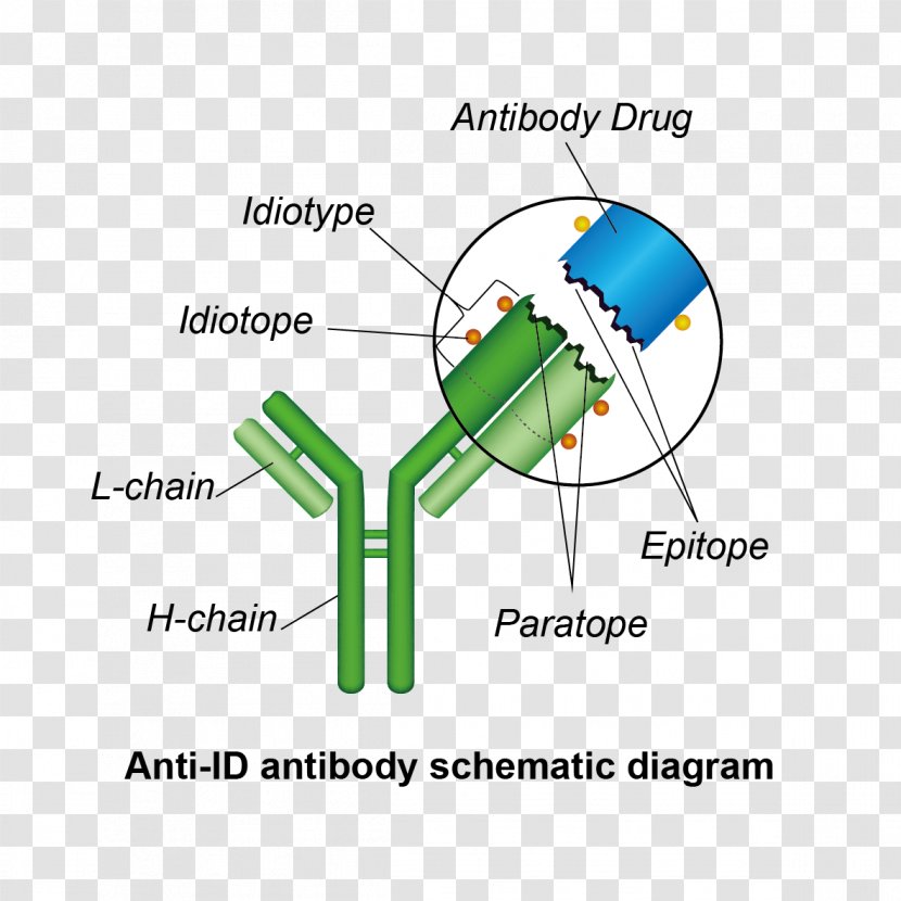 Idiotype Anti-idiotypic Vaccine Idiotopes Antibody Immune System - Silhouette - Anti Drug Transparent PNG