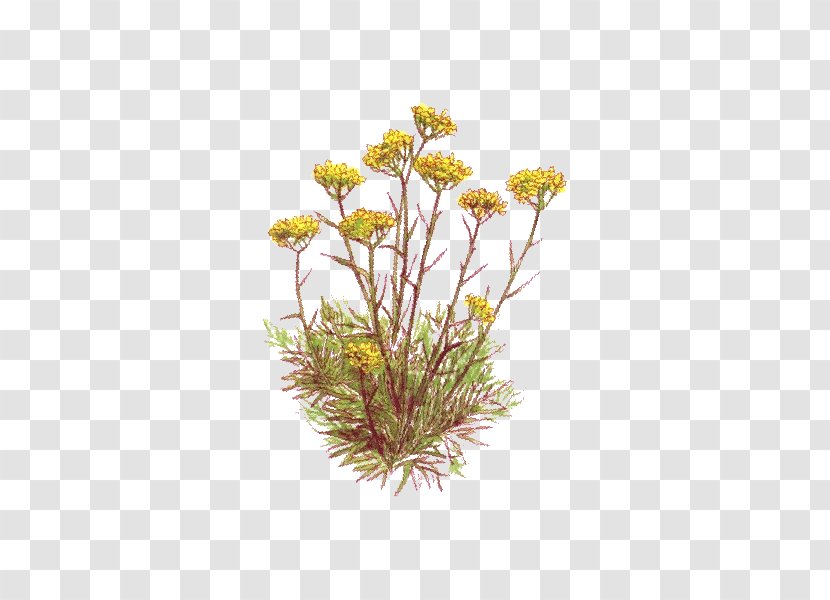 Curry Plant Essential Oil Herbal Distillate Vegetable - Cut Flowers - Chamomile Transparent PNG