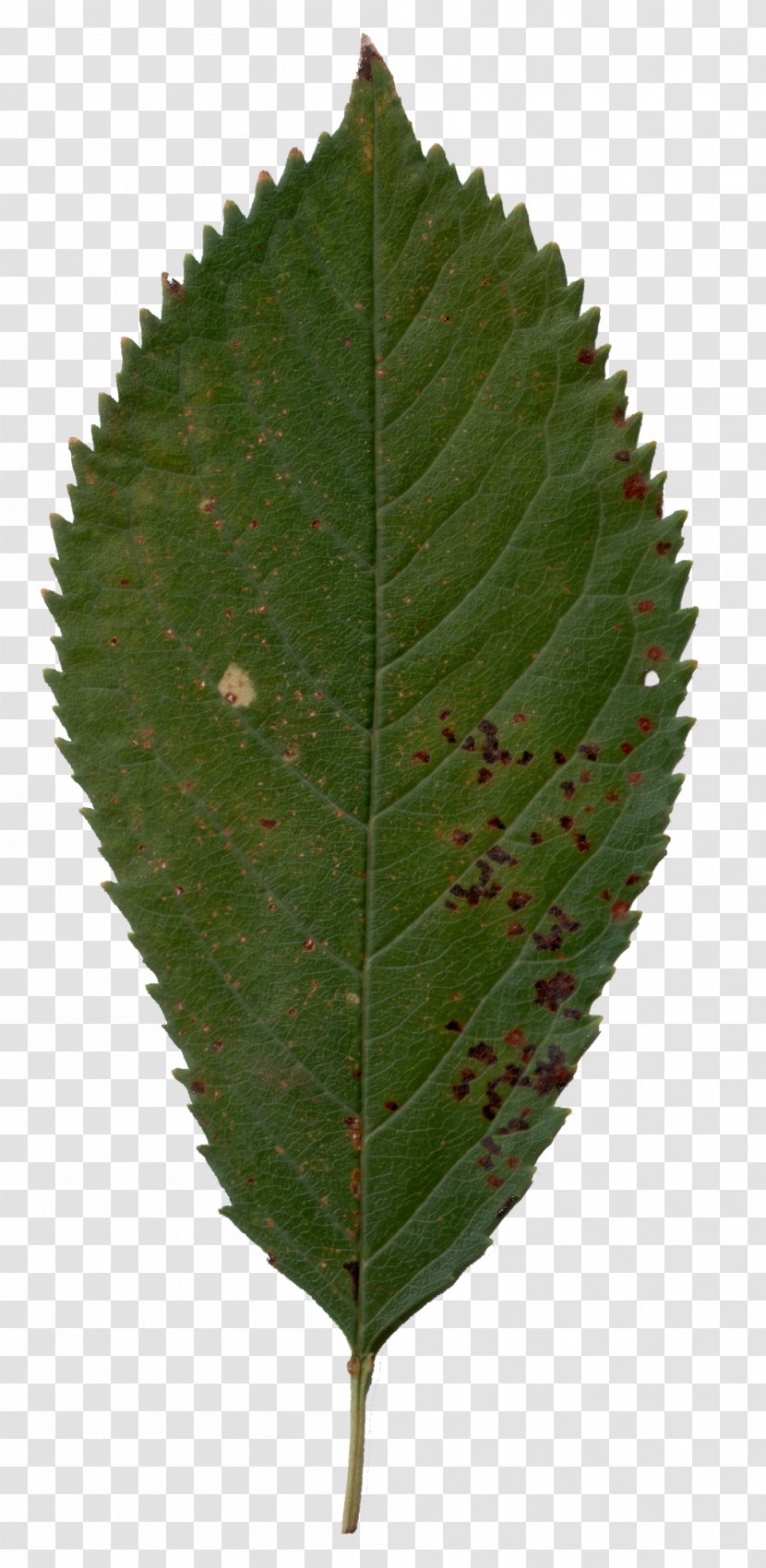 Plant Pathology Leaf Tree - Cherry Transparent PNG