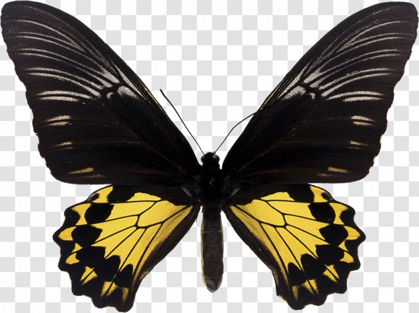 Butterfly Trogonoptera Brookiana Birdwing Troides Helena - Moth Transparent PNG
