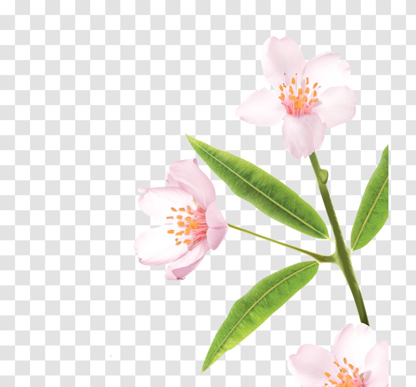 Sasanqua Camellia Pink M Plant Stem - Spring - Badam Milk Transparent PNG
