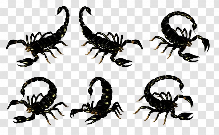 Scorpion Clip Art Insect Terrestrial Animal - Organism Transparent PNG