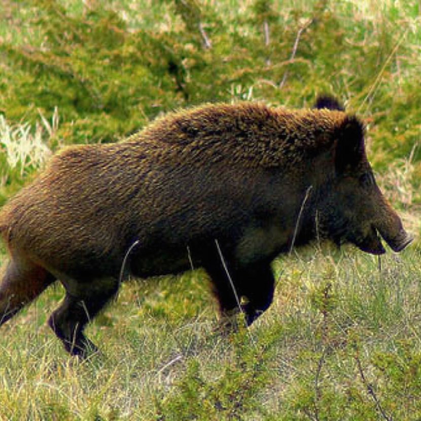 Wild Boar Italy Wiltshire Visayan Warty Pig Celebes Transparent PNG