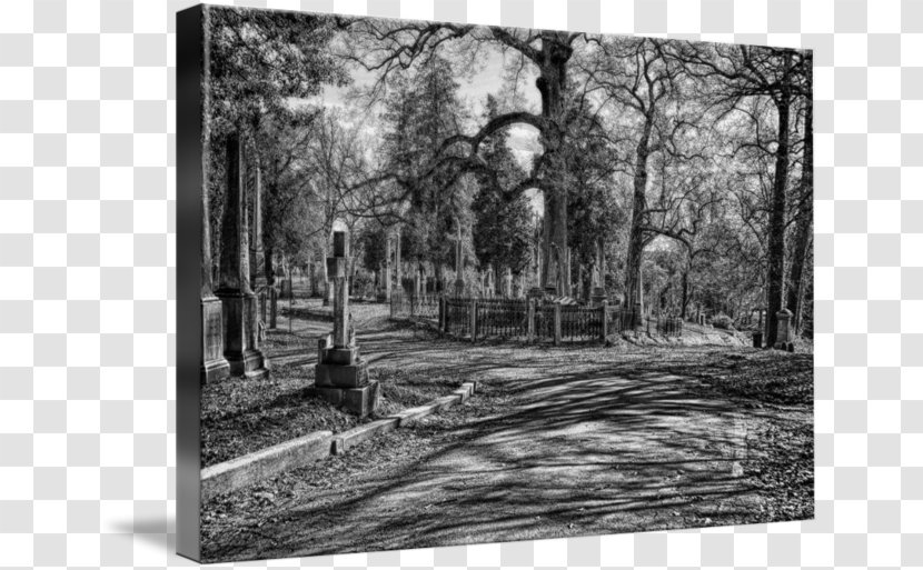 Woodland Painting Photography Picture Frames State Park - Stock Transparent PNG