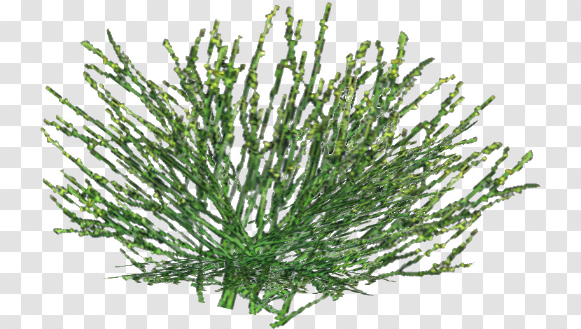 Rosemary Transparent PNG