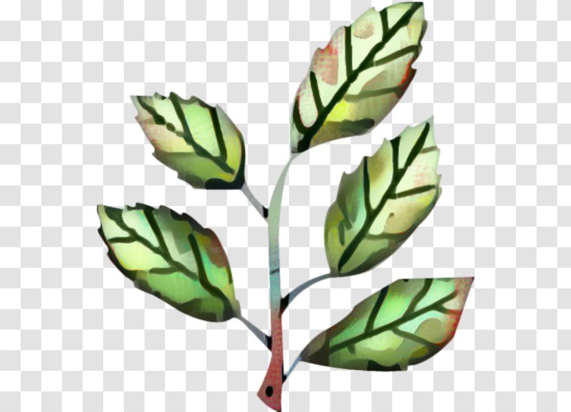Leaf Branch - Plant - Flower Transparent PNG