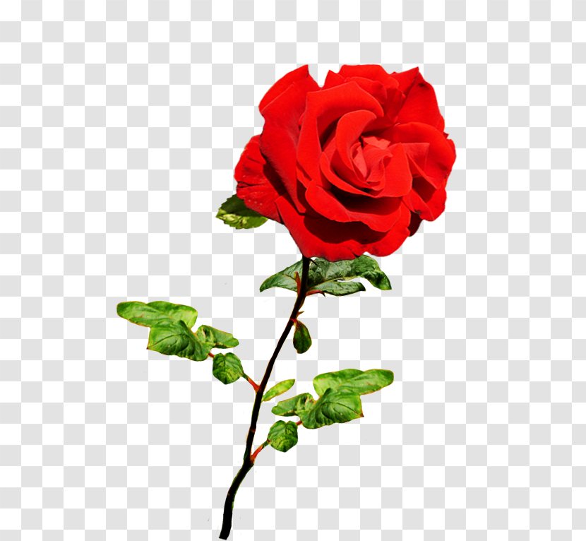 Garden Roses Cabbage Rose Floribunda Classic Cut Flowers - China - Valentine's Day Transparent PNG