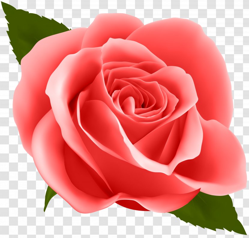 Flower Rose Clip Art - Plant - Red Image Transparent PNG
