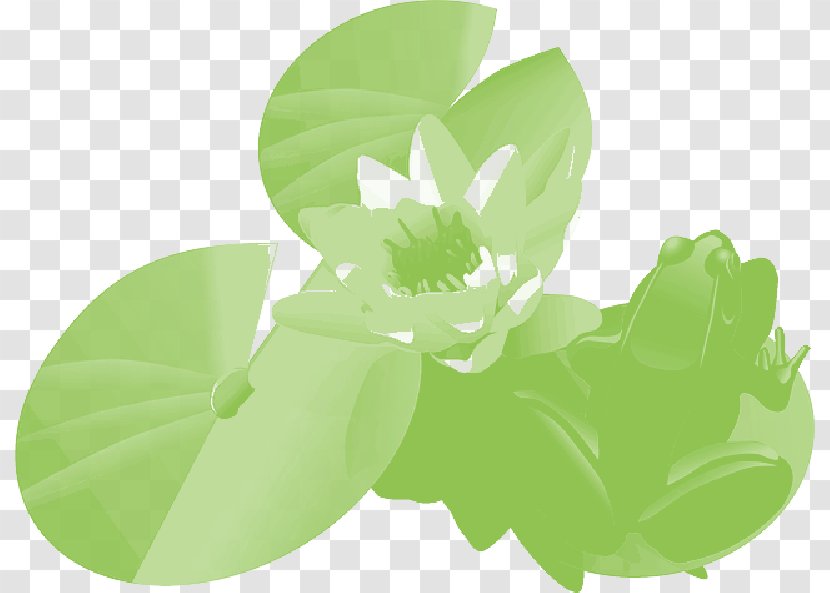 Clip Art Free Content Water Lilies Illustration - Drawing - Aquatic Plants Transparent PNG