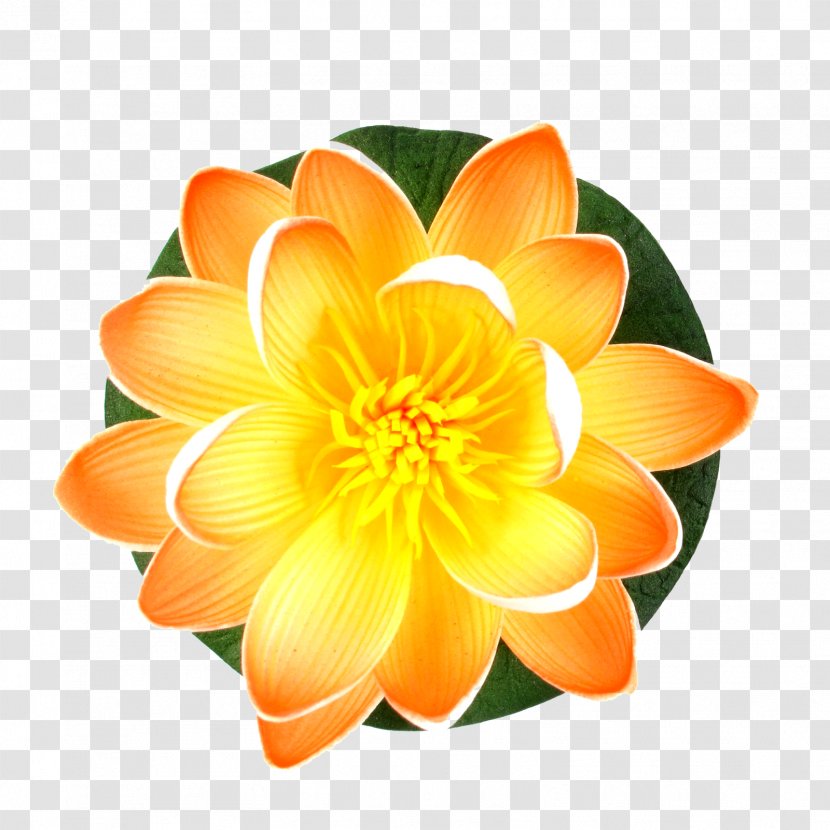 Cut Flowers Lilium Water Lilies Pond - Yellow - Flower Transparent PNG